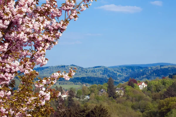 Körsbär blommar mot bakgrund av landsbygdens landskap — Stockfoto