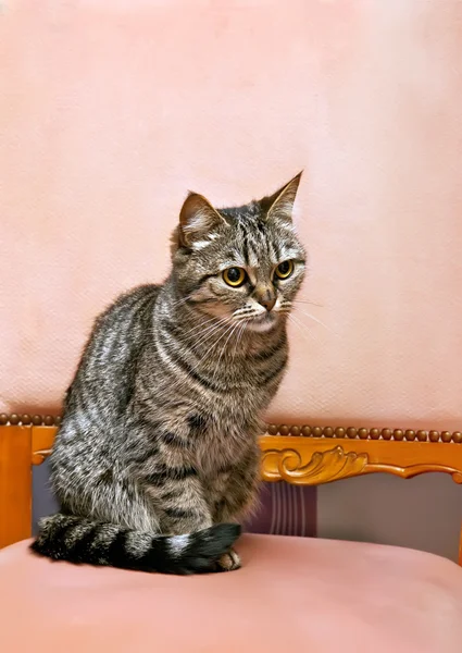 Avrupa kedi — Stok fotoğraf
