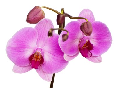 Orchid isolated on white background clipart