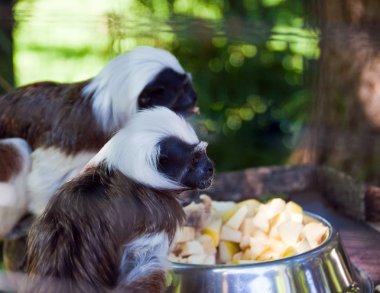 The little monkey eating an apple. clipart