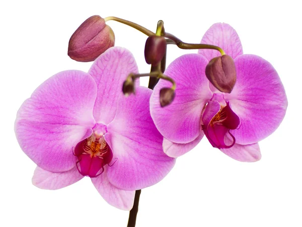 Orchidea izolowana na białym tle — Zdjęcie stockowe