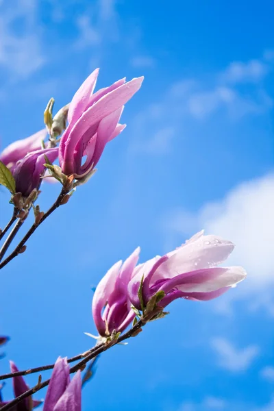 Flowering magnolia. — Stock Photo, Image