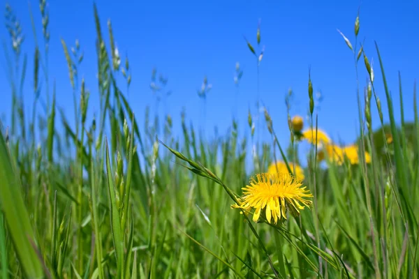 stock image Dandelion against the blue sky.