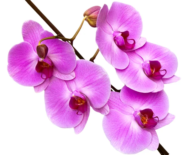 Orchidea izolowana na białym tle — Zdjęcie stockowe