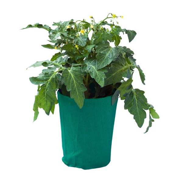 Tomato seedling in a flower pot, isolated on a white background. — Stock Photo, Image
