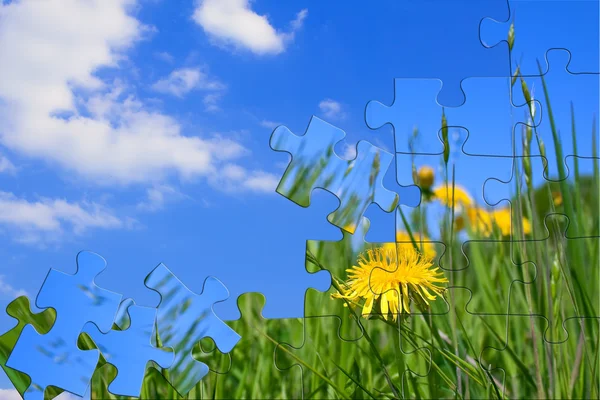 stock image Green meadow with dandelions. Puzzle.