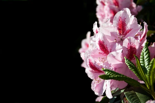 Blüten rosa Rhododendron — Stockfoto