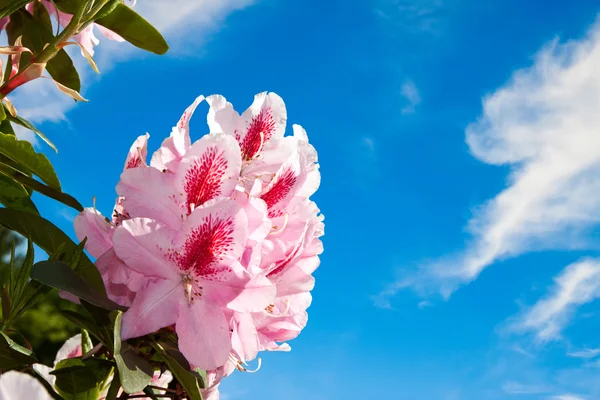 Rhododendron flores contra o céu azul . — Fotografia de Stock