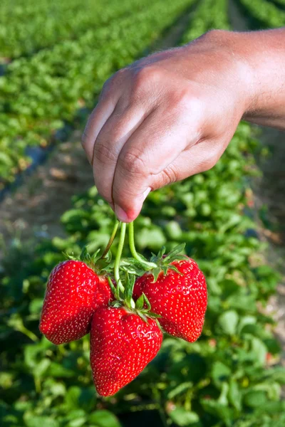 stock image Ripe, juicy strawberries in a man's hand.