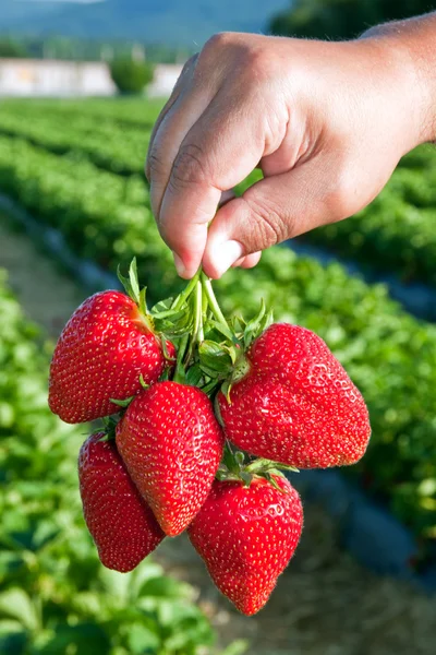 Ripe, juicy strawberries in a man's hand. — Stock Photo, Image