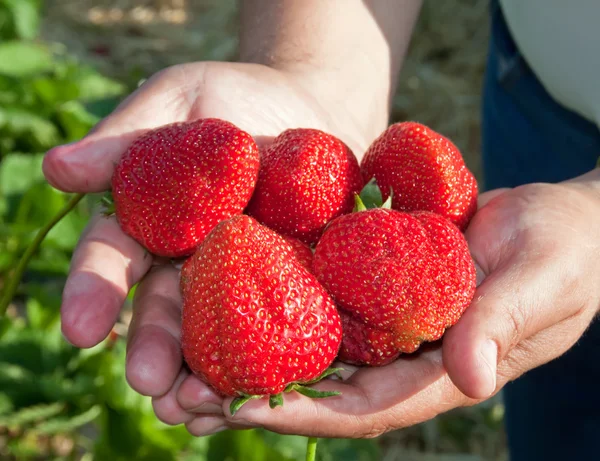 stock image Ripe, juicy strawberries in a man's hand.