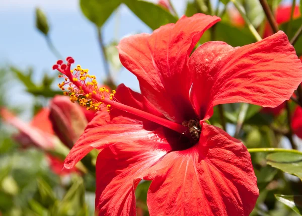 stock image Southern flower against the blue sky.