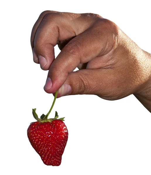 人間の手で、ジューシーな熟したイチゴ. — ストック写真