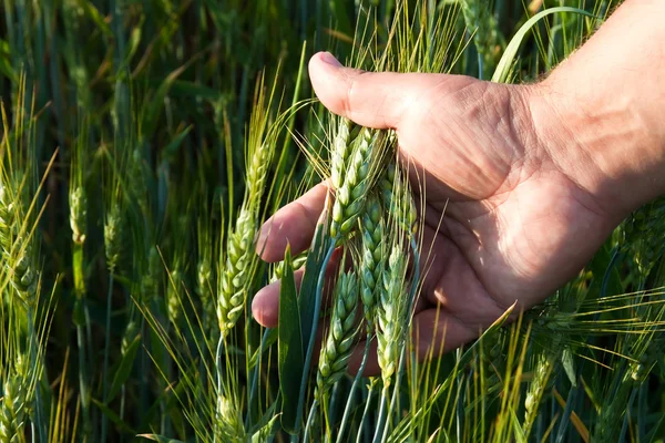 Pšenice v pánských rukou — Stock fotografie