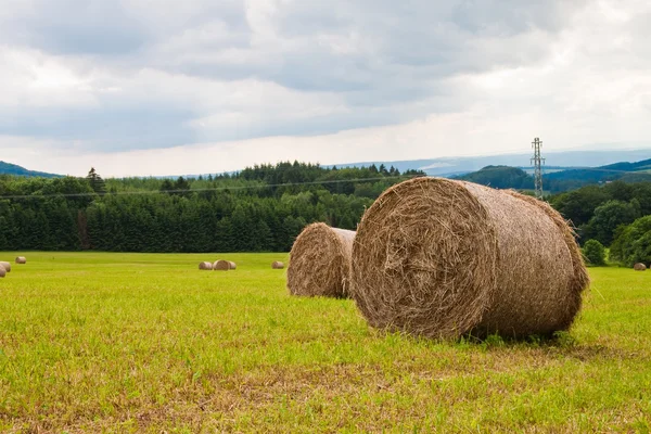 Rolls of straw in the field on a sunny day. — Stock Photo, Image