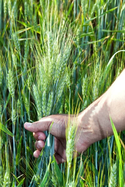Wheat in the men's hand — Stock Photo, Image