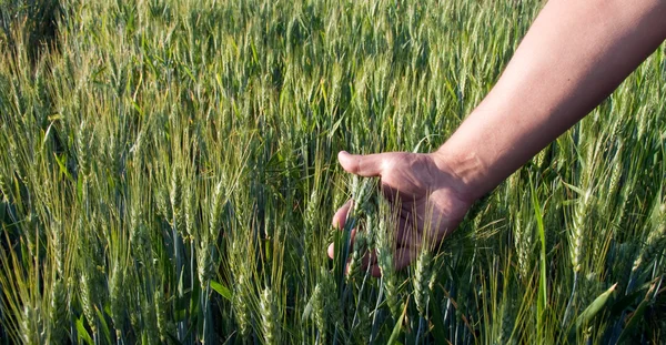Pšenice v pánských rukou — Stock fotografie