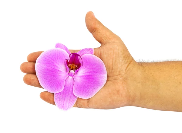 Орхидея в руке мужчины — стоковое фото