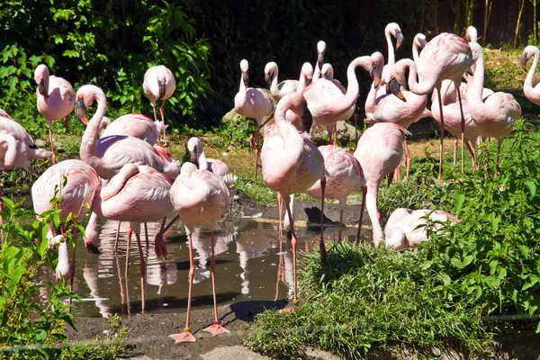 Flamingos cor de rosa — Fotografia de Stock