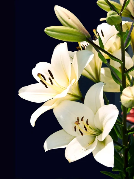 Bílá lilie na černém pozadí. — Stock fotografie