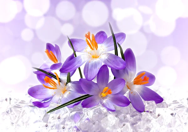 Violette bloemen van een crocus in ijs — Stockfoto