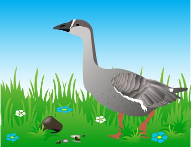 Gus in the meadow. clipart