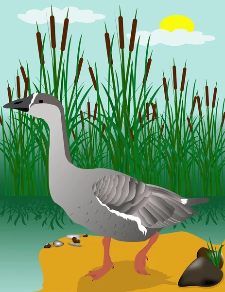 Vector illustration goose on marsh — Stock Vector