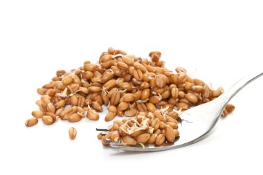 Sprouted wheat grain closeup on white background clipart