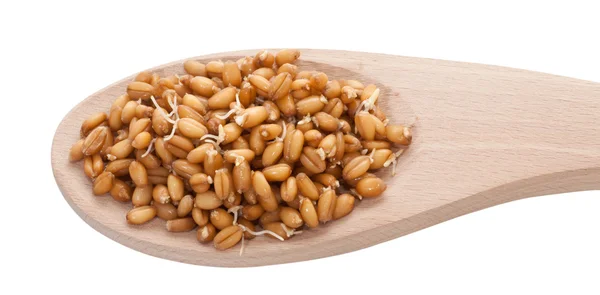 Csíráztatott búza gabona Vértes fehér háttér — Stock Fotó