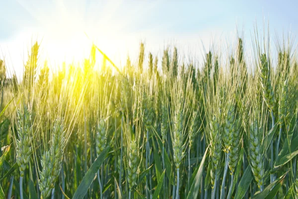 Pšeničné pole za slunečného dne — Stock fotografie