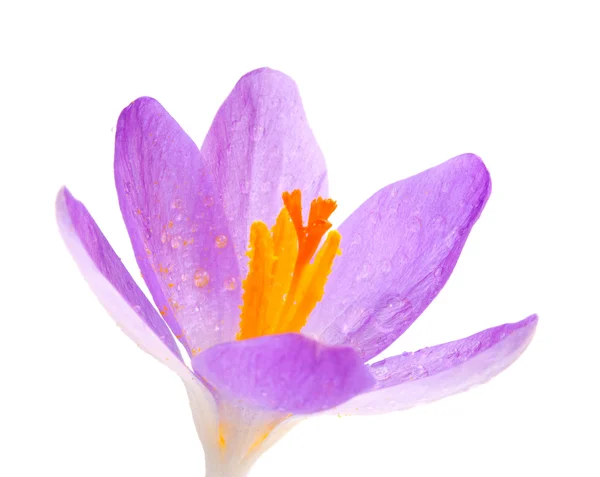 Zbliżenie krokus kwiat na białym tle — Zdjęcie stockowe