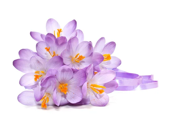Bouquet of spring crocuses on a white background — Stock Photo, Image
