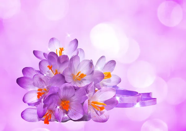 Lila bakgrund med blommor av krokus — Stockfoto