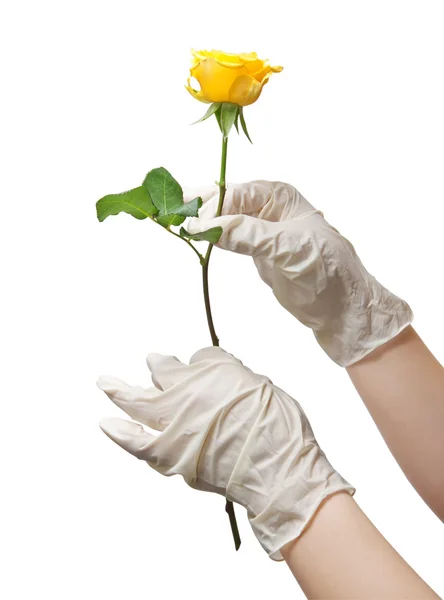 Руки доктора в стерильных перчатках, держащего розу — стоковое фото