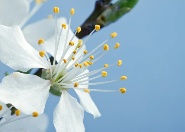 Mavi gökyüzü kiraz çiçekleri Şubesi — Stok fotoğraf