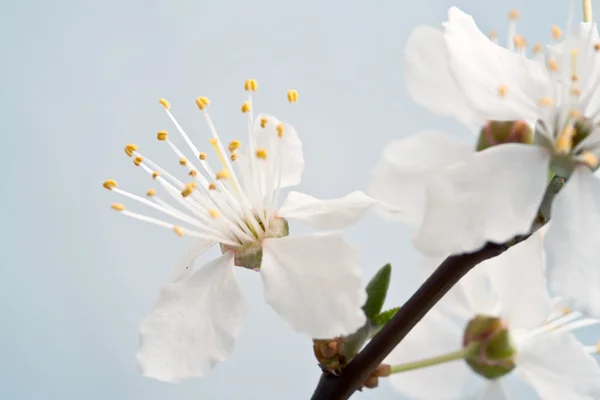 青い空を背景桜の枝 — ストック写真