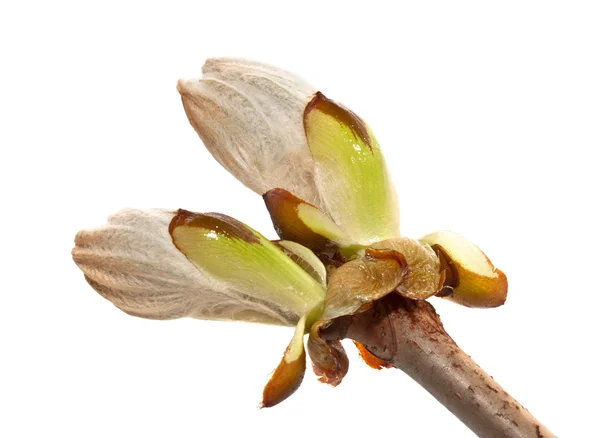 Chestnut bud closeup on white background — Stockfoto