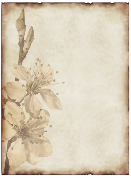 Kiraz çiçeği ile eski kağıt arka plan — Stok fotoğraf