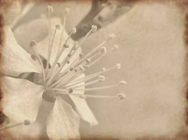 Vecchio sfondo di carta con fiori di ciliegio — Foto Stock