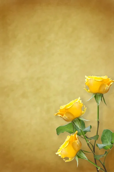 Staré papírové pozadí s krásnou růží — Stock fotografie