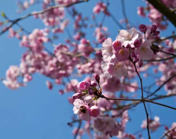 Körsbär blommar mot den blå himlen — Stockfoto