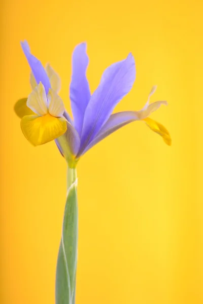 Iris bloem Stockafbeelding