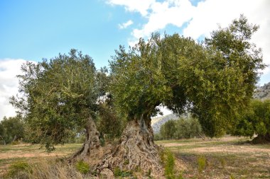 zeytin ağaçları, meyve bahçesi