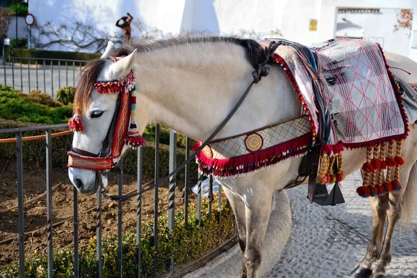 stock image Adorned with horse