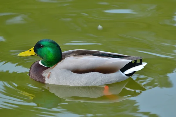 stock image Wild duck