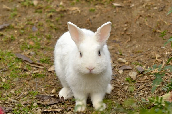 stock image Rabbit in the park