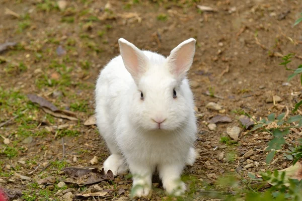 Conejo en el parque Fotos De Stock Sin Royalties Gratis