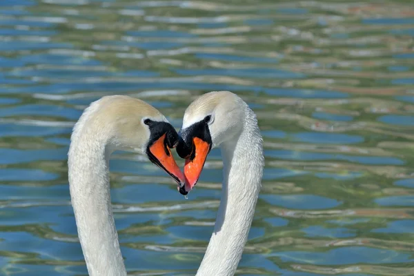 stock image Wild swan