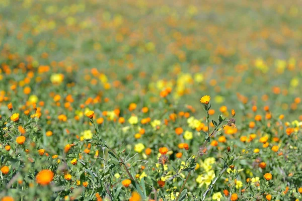 stock image Wildflowers