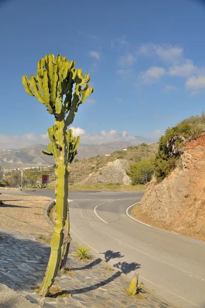 Cactus op de weg — Stockfoto
